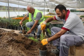 tokatta-uretken-belediyecilik-hamlesi-park-ve-bahceler-icin-250-bin-mevsimlik-cicek-uretildi