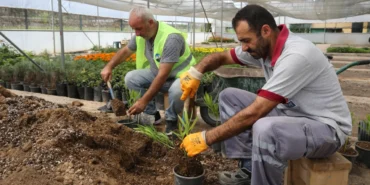 tokatta-uretken-belediyecilik-hamlesi-park-ve-bahceler-icin-250-bin-mevsimlik-cicek-uretildi