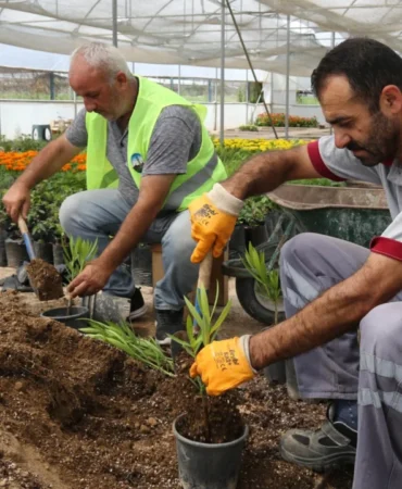 tokatta-uretken-belediyecilik-hamlesi-park-ve-bahceler-icin-250-bin-mevsimlik-cicek-uretildi