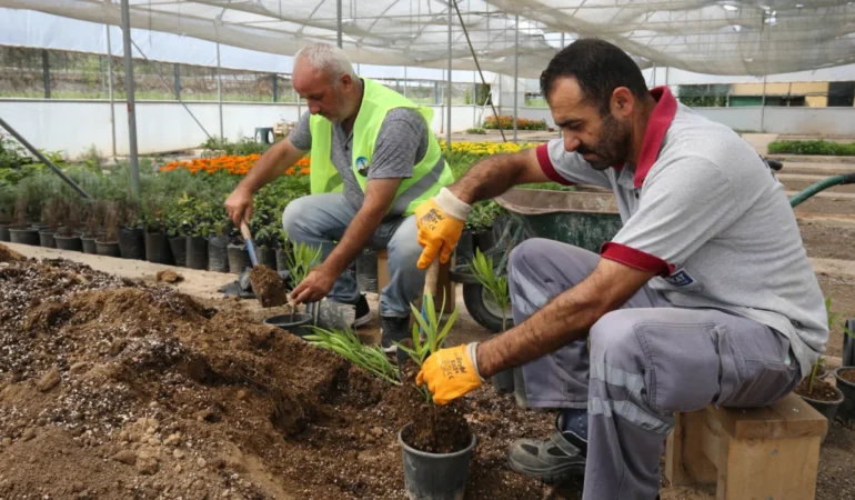 Tokat’ta Üretken Belediyecilik Hamlesi: Park ve Bahçeler İçin 250 Bin Mevsimlik Çiçek Üretildi!