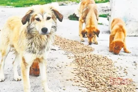 sokak-hayvanlari-uzerinden-kurulan-duzen-desifre-oldu-masak-raporu-kirli-para-trafigini-ortaya-cikardi