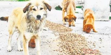 sokak-hayvanlari-uzerinden-kurulan-duzen-desifre-oldu-masak-raporu-kirli-para-trafigini-ortaya-cikardi