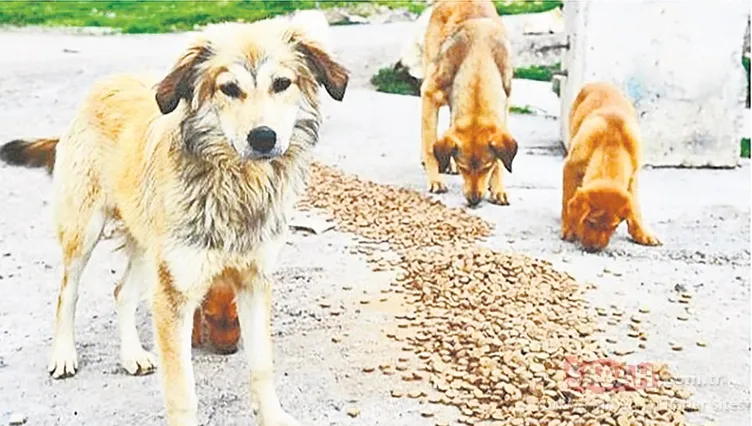 sokak-hayvanlari-uzerinden-kurulan-duzen-desifre-oldu-masak-raporu-kirli-para-trafigini-ortaya-cikardi